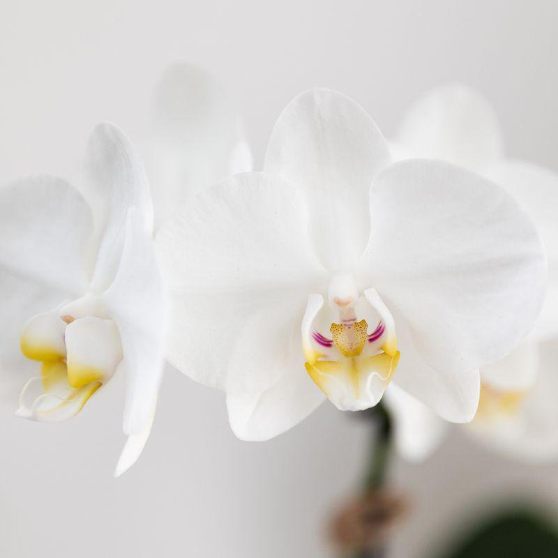 Ensemble orchidée Phalaenopsis blanche et succulent Crassula bleu