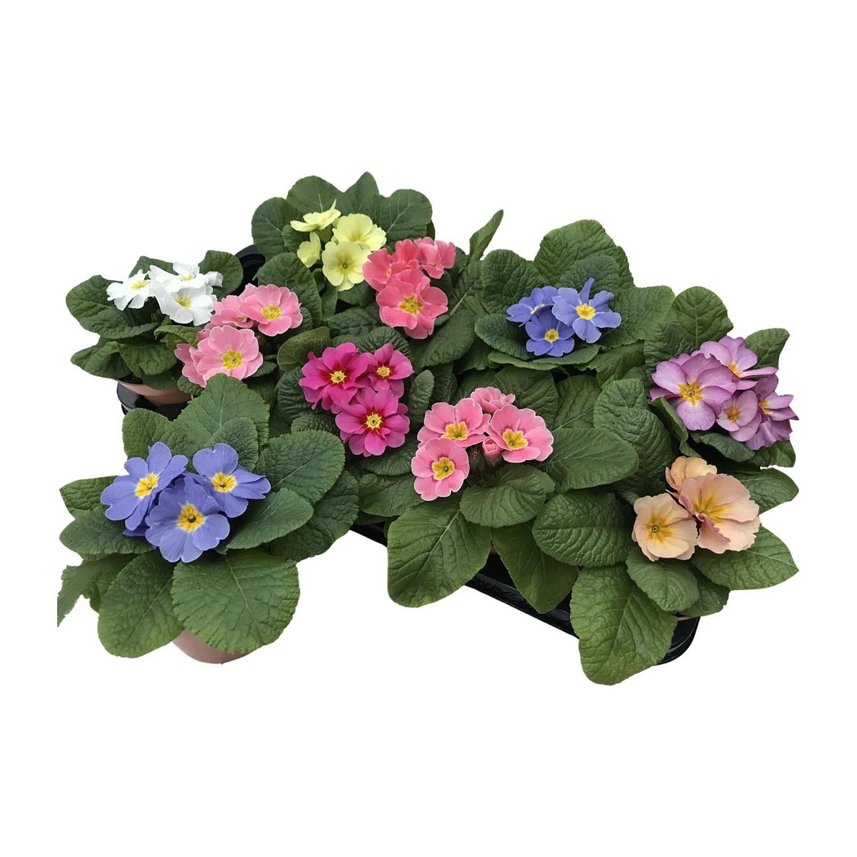 Primula acaulis Amber LookandTaste - Ø11cm - ↕15cm