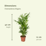 Chamaedorea elegans (Palme de montagne mexicain) - 2 pièces - Ø12cm - ↕40cm