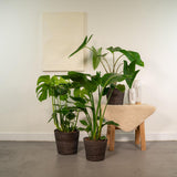 Lot de 3 plantes tropicales