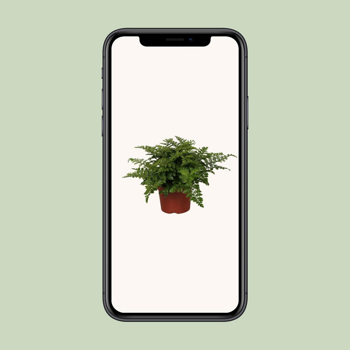 Plante Begonia Parvati - élégante avec des feuilles délicates, diamètre 12 cm, hauteur 25 cm