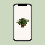 Plante Begonia Parvati - élégante avec des feuilles délicates, diamètre 12 cm, hauteur 25 cm