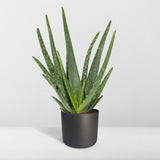 Aloe Vera - Ø12 - ↨40cm