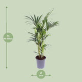Howea Forstesteriana - Ø21cm - ↕100cm