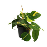 Lophospermum Brasil Climbing - Ø12cm - ↕20cm