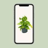Philodendron Climing Brasil - Ø12cm - ↕15cm