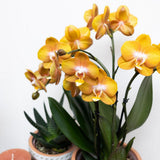Orchidée Phalaenopsis orange en pot 12 cm