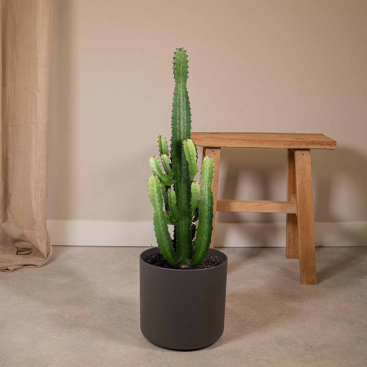 Détail des épines de l'Euphorbia Acruensis