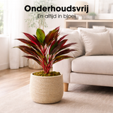 Plante artificielle Cordyline Rouge