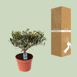 Olea Olive en pot - Parfaite pour l'intérieur et l'extérieur