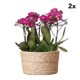 Bouquet d'orchidées violettes et plantes vertes en panier 35 cm