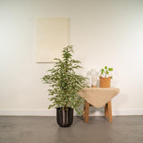 Ficus benjamina Twilight - ↨95cm - Ø21cm + Pot Mayk Plomb