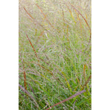 Panicum virgatum cheyenne ciel - Ø23cm - ↕60cm - Ø23 - ↨60cm
