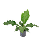 Anthurium Birdnes - Ø17cm - ↕55cm