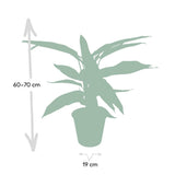 Calathéa Triostar - Ø19cm - ↕70cm
