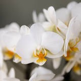 Lot de 2 orchidées Kolibri surprise en pot Ø9 cm