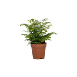 Adiantum Fritz Luthi - Ø12cm - ↕35cm