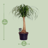 Beaucarnea nolina - Ø23cm - ↕60cm