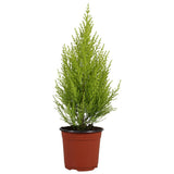 Plante artificielle Cupressus Goldcrest Wilma verte
