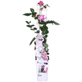 Plante Rosa Crazy in Love rose - Ø15 cm - 65 cm