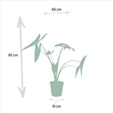 Lot de 4 plantes tropicales en pot