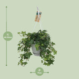 Plante grimpante hedera helix Ø17 cm
