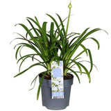 Plan rapproché des feuilles vertes de l'Agapanthus 'Ever White'