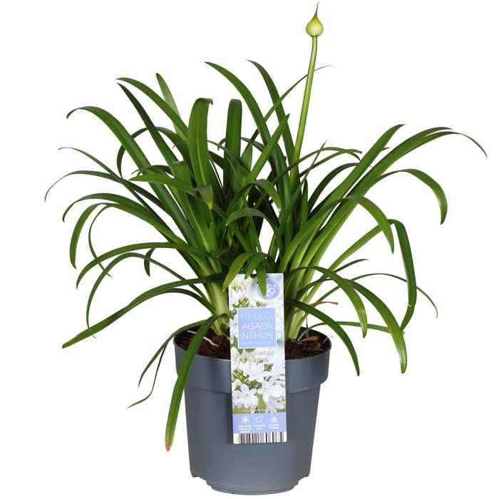 Plan rapproché des feuilles vertes de l'Agapanthus 'Ever White'