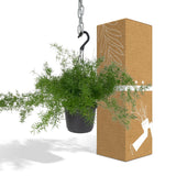 Asparagus Sprengeri Hang - Asperges ornementales - Ø17cm - ↕35cm
