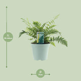 Dryopteris feata - Ø1117cm - ↕40cm