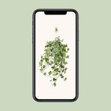 Plante d'intérieur lierre doré Hedera Helix