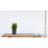 Euphorbia Trigona - Ø12c en ↕40cm