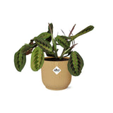 Plante Maranta Leuconeura tricolore Ø14 cm