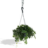 Parthenocissus Striatha Hang - Vigne vierge - Ø15cm - ↕15cm