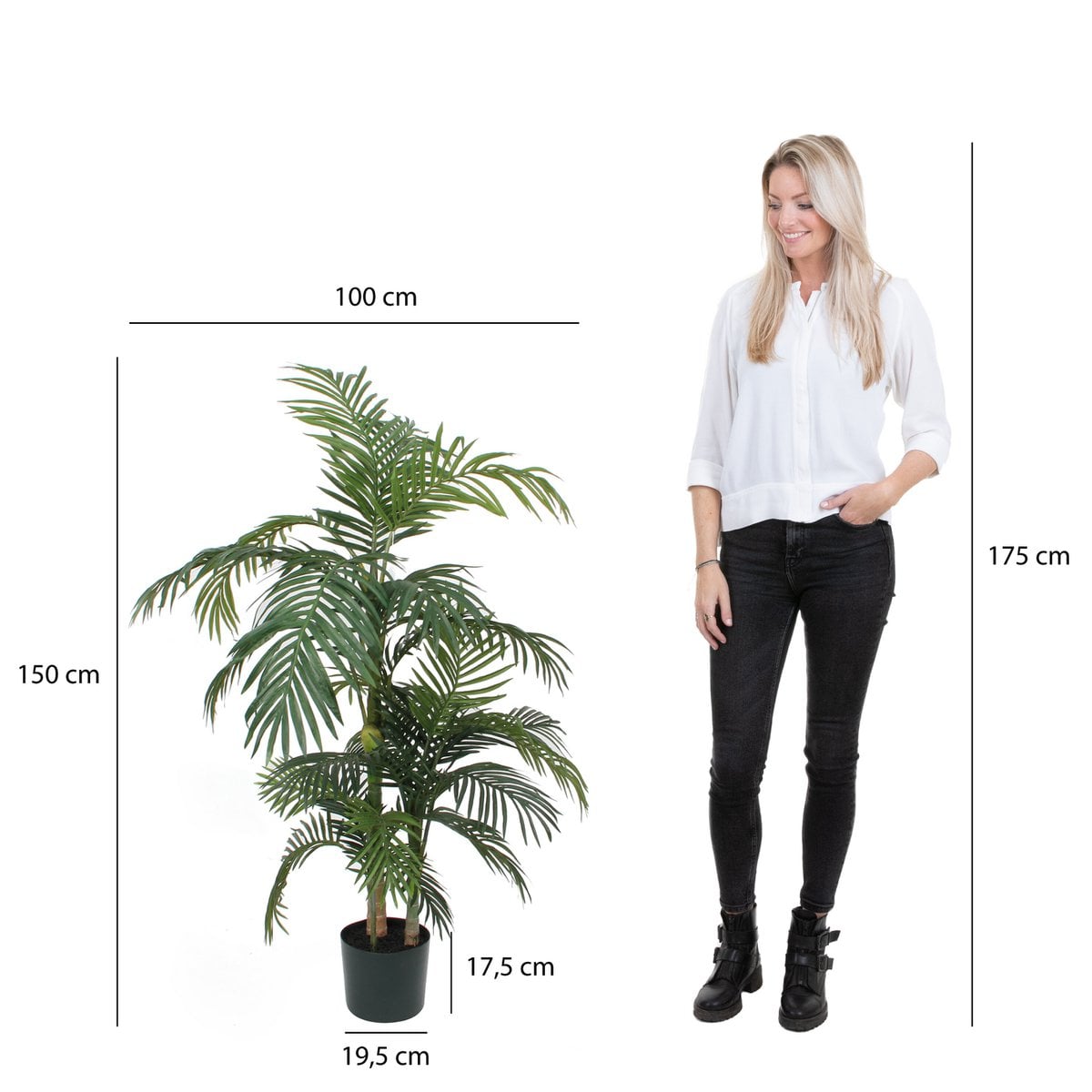 Détail de la plante Areca palmier, aspect naturel