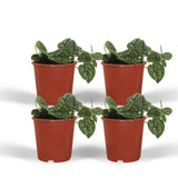 Scindapsus Pictus - 4 pièces - ø12cm - ↕15cm