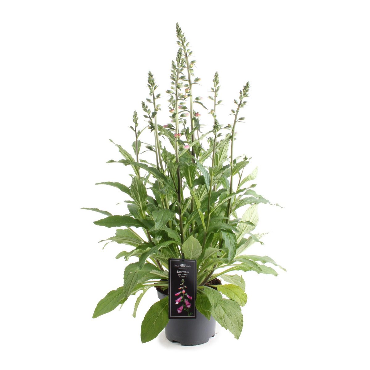 Digitalis Lucas Pink - Plante décorative rose sur fond neutre