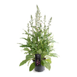 Digitalis Lucas Pink - Plante décorative rose sur fond neutre