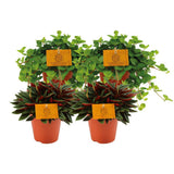 2x Peperomia Rosso + 2x Peperomia Rotundifolia - 4 pièces - Ø12cm - ↕20cm