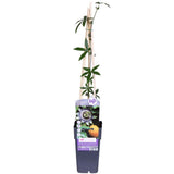 Passiflora bleu - ↨65cm - Ø15