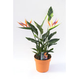Strelitzia 4pp avec fleur artificielle -17 - Ø17cm - ↕40cm
