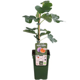 Ficus Tasssimo - Ø19cm - ↕50cm - Ø19 - ↨50cm