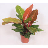 Philodendron Prince d'orange en pot Ø17 cm