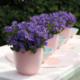 Lot de 12 campanules violettes en pot 12 cm couvre-sol