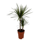 Dracaena margina bicolor - Ø19cm - ↕70cm