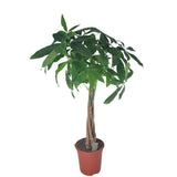 Pachira Aquatica - Plante d'intérieur élégante avec feuillage luxuriant