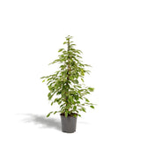 Ficus benjamina Goldenking - Ø21cm - ↕95cm