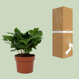 Plante Coffea Arabica en pot 12 cm