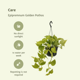Lot de 2 Epipremnum pothos doré - Ø15 cm - 25 cm