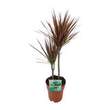 Plante Dracaena marginata bicolore Ø19 cm 70 cm